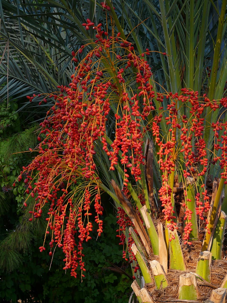 Palm Fruit, Seeds, Date Palm, palm seeds, red, phoenix palm, palm tree, palm, date fruit, dates