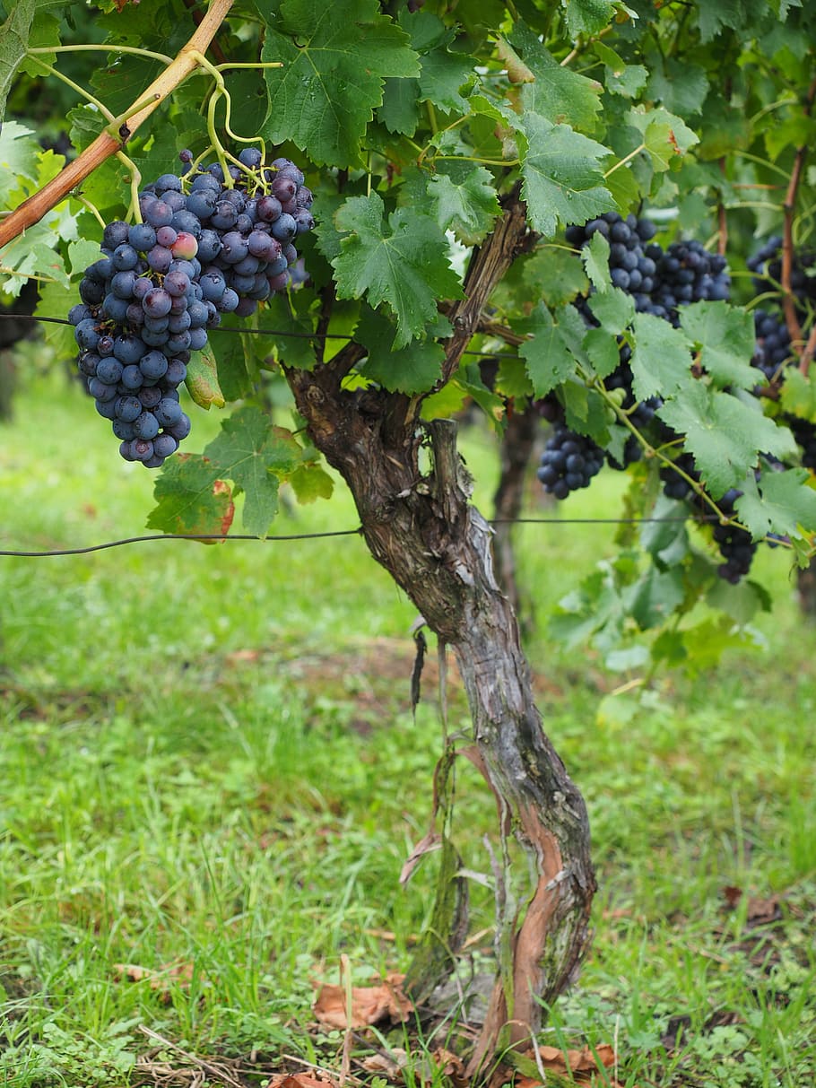 black, grapes, wine berries, berries, blue, pods, vines, vitis, fruits, winegrowing