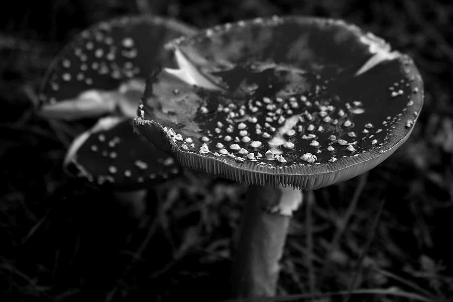 fungus, autumns, nature, toxic, black and white, growth, close-up, mushroom, plant, food