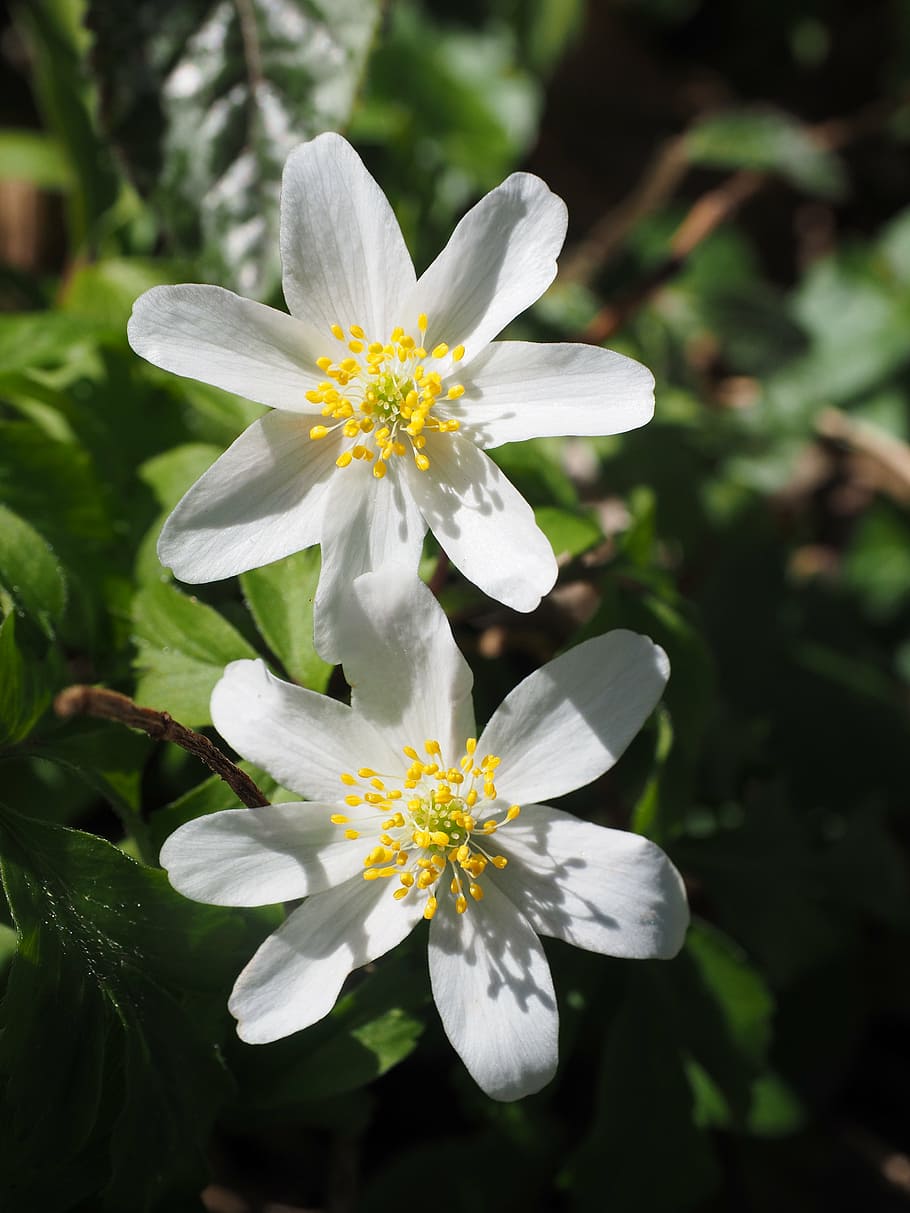 flowers, white, wood anemone, flower, anemone nemorosa, anemone, hahnenfußgewächs, ranunculaceae, beautiful, magical