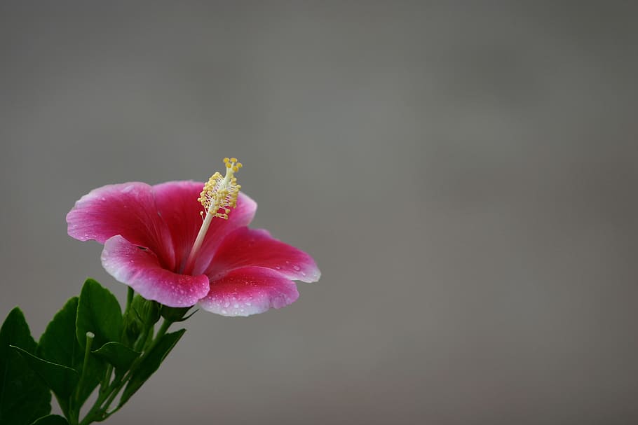 selective, photography, pink, hibiscus flower, bloom, hawaii, flower, hibiscus, hawaiian, blossom