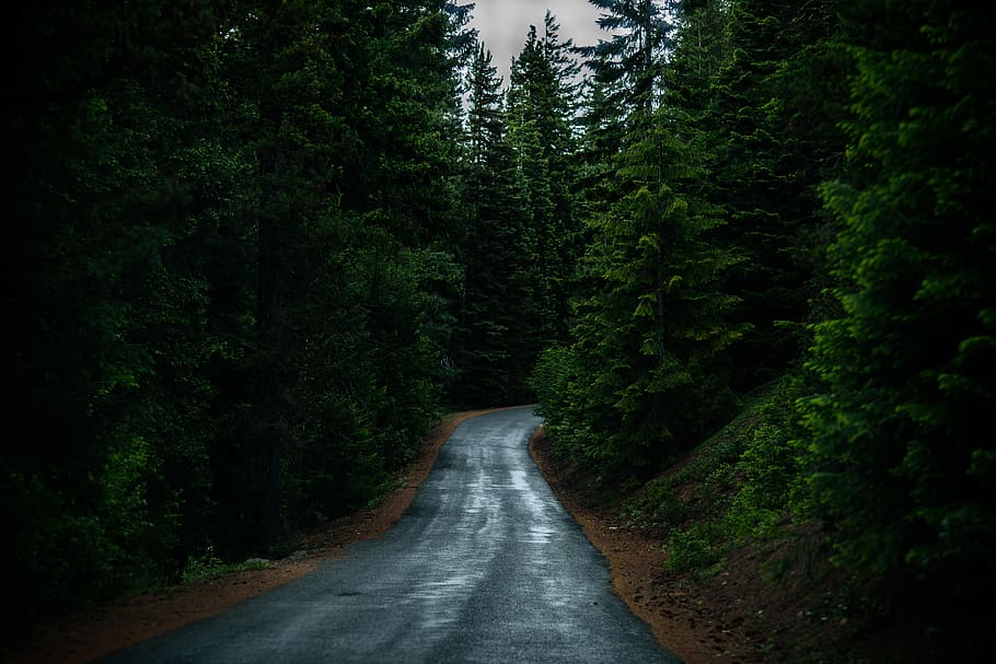 nature, roads, paths, streets, asphalt, forests, trees, zigzag, tree, plant