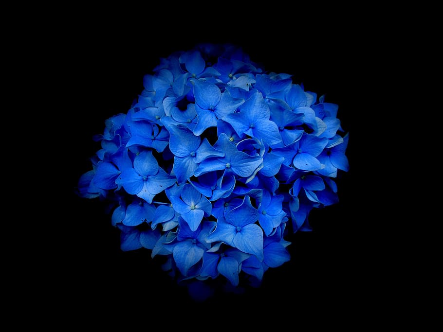 hydrangea, flowers, blue, black, nature, garden, color, romantic, poetry, natural