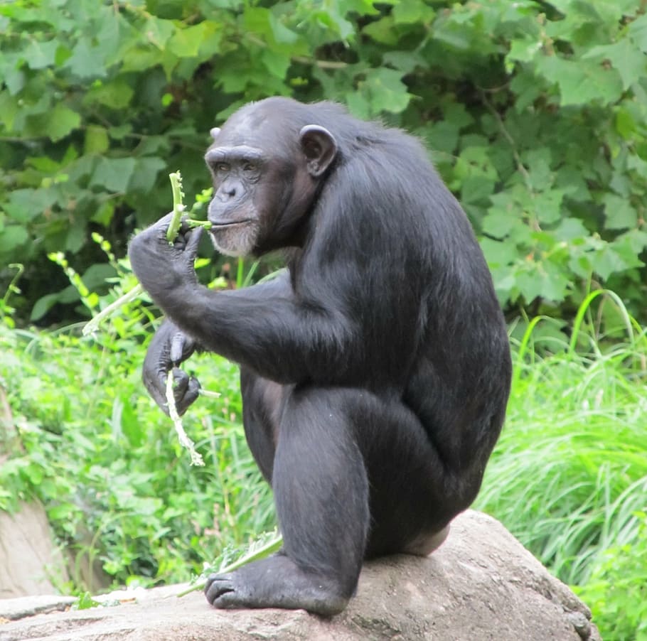 black, gorilla, eating, leafs, outdoors, chimpanzee, monkey, sitting, looking, mammal