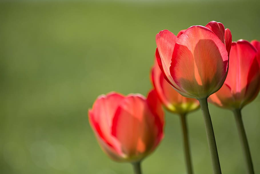 photography, pink, flower, tulips, red, red tulips, garden, in the garden, nature, sunlight
