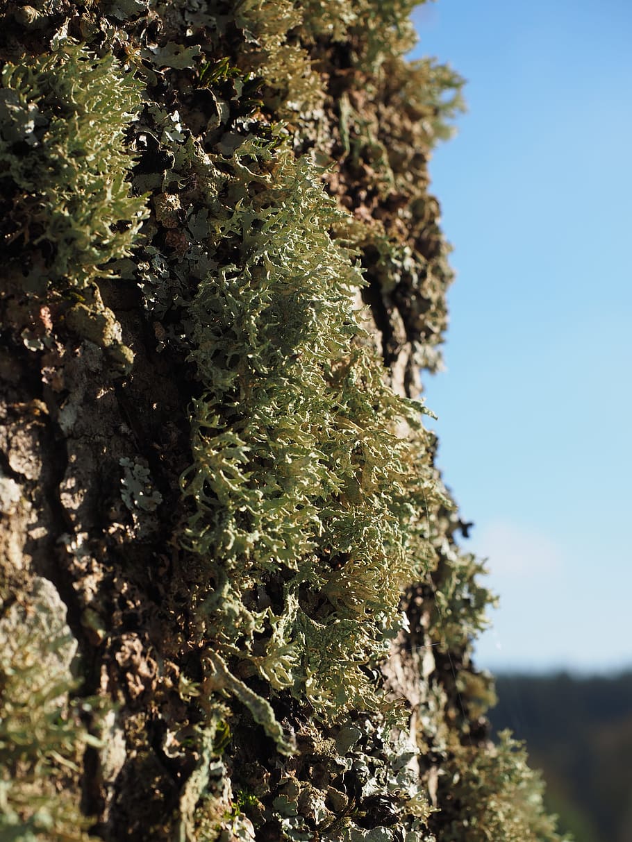Lichen, Tree, sorediöse astflechte, ramalina farinacea, pflaumenflechte, evernia prunastri, fouling, moss, pseudevernia furfuracea, tree moss