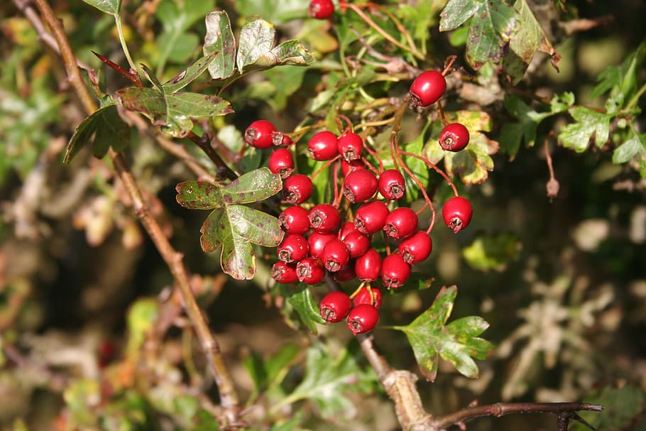 サンザシ 果実 赤 果物 植物 自然 秋 季節 食べ物と飲み物 食べ物 Pxfuel