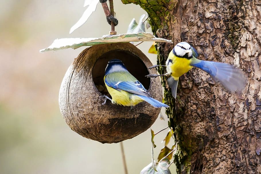 dua, burung biru-dan-kuning, di dalam, sarang, hewan, burung, tit, terbang, makan, makanan