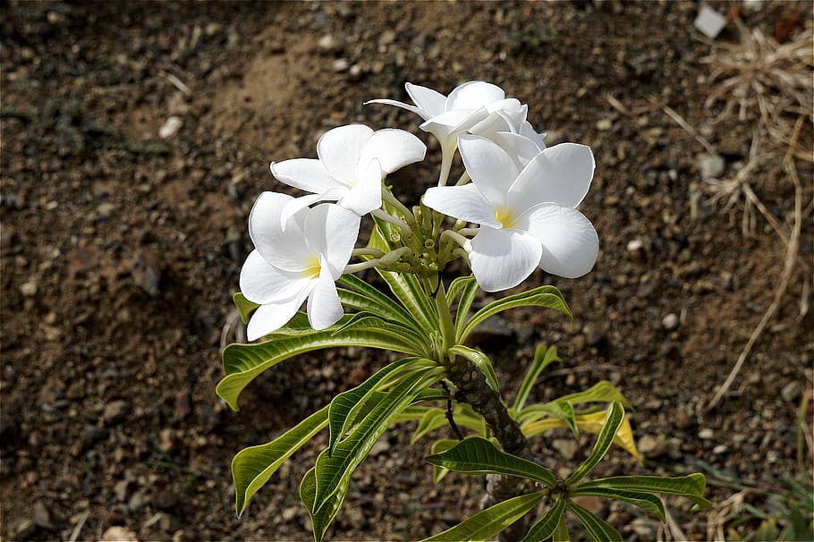 plumeria, white flowers, spring, snowdrop, garden, nature, green, 5 petal, yellow center, flower