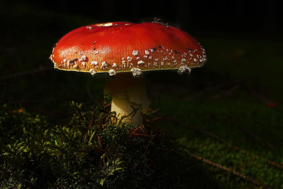 mushroom, fly agaric, forest, moss, amanita muscaria, white dots, autumn, toadstool, nature, toxic