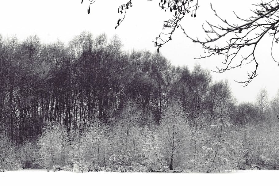 landscape, wintry, winter, snow, cold, trees, forest, aesthetic, kahl, nature