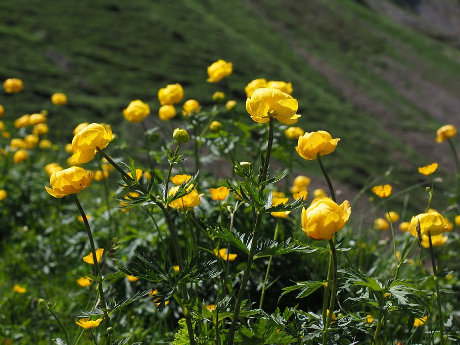 globe flower, flowers, yellow, trollius europaeus, hahnenfußgewächs, gold capitula, buttercup, butter ball, anke bollen, budabinkerl