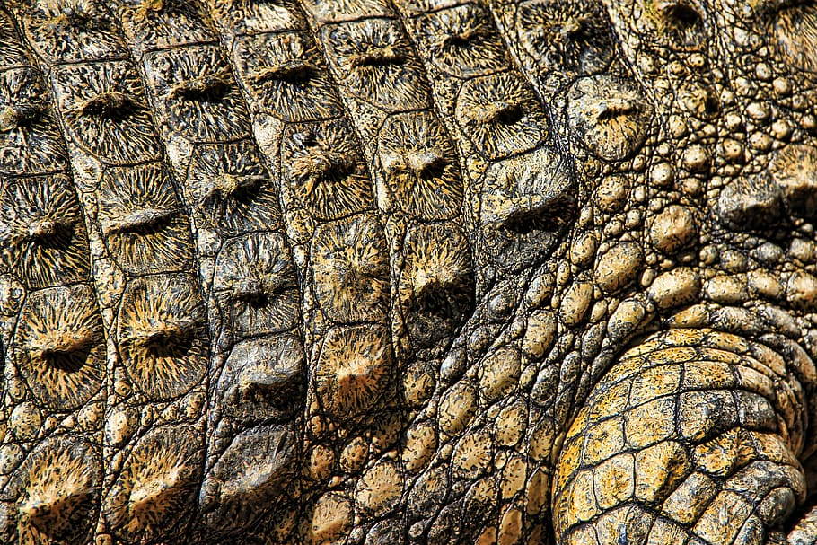 gray crocodile, crocodile, texture, nature, structure, pattern, surface, abstract, cracked, brown