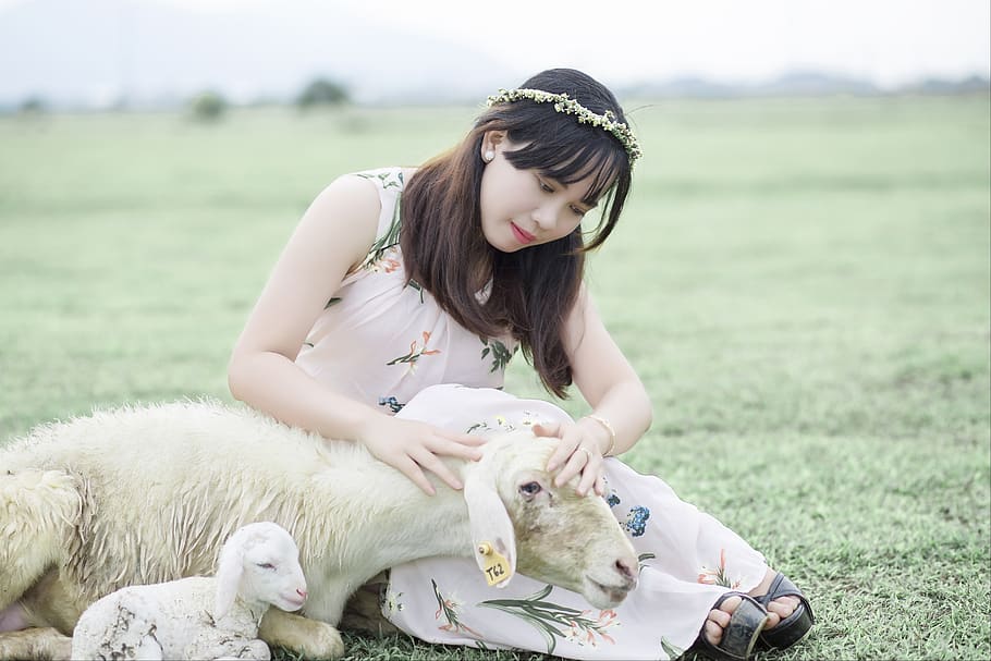 vietnamese, girl, sheep, grassland, mammal, domestic animals, pets, domestic, one person, focus on foreground