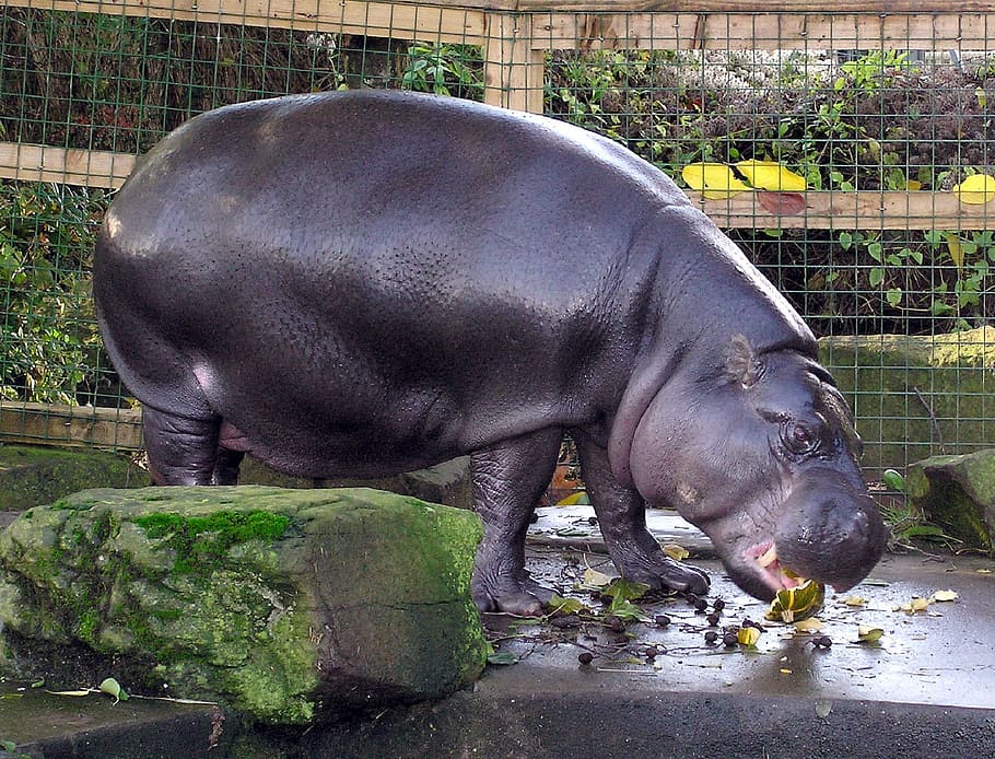 pygmy hippo, hippopotamus, zoo, wildlife, nature, mammal, fat, water, bristol, england