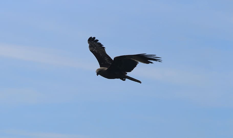 Eagle, Bird, Nature, Freedom, sky, blue, dom, wild, wildlife, flying