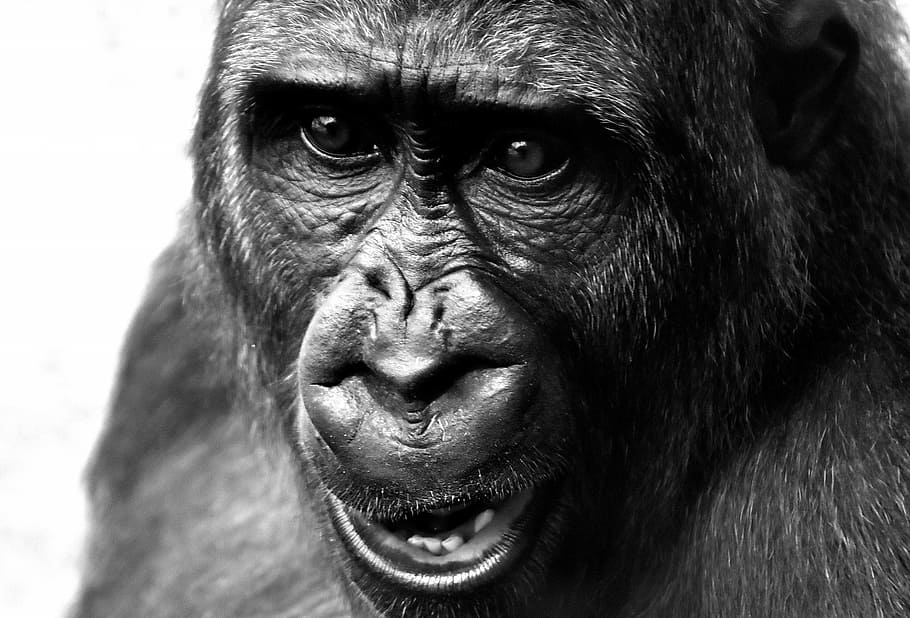 primer plano, fotografía en escala de grises, mono, gorila, vista, peligroso, zoológico, hellabrunn, alimentación, comer