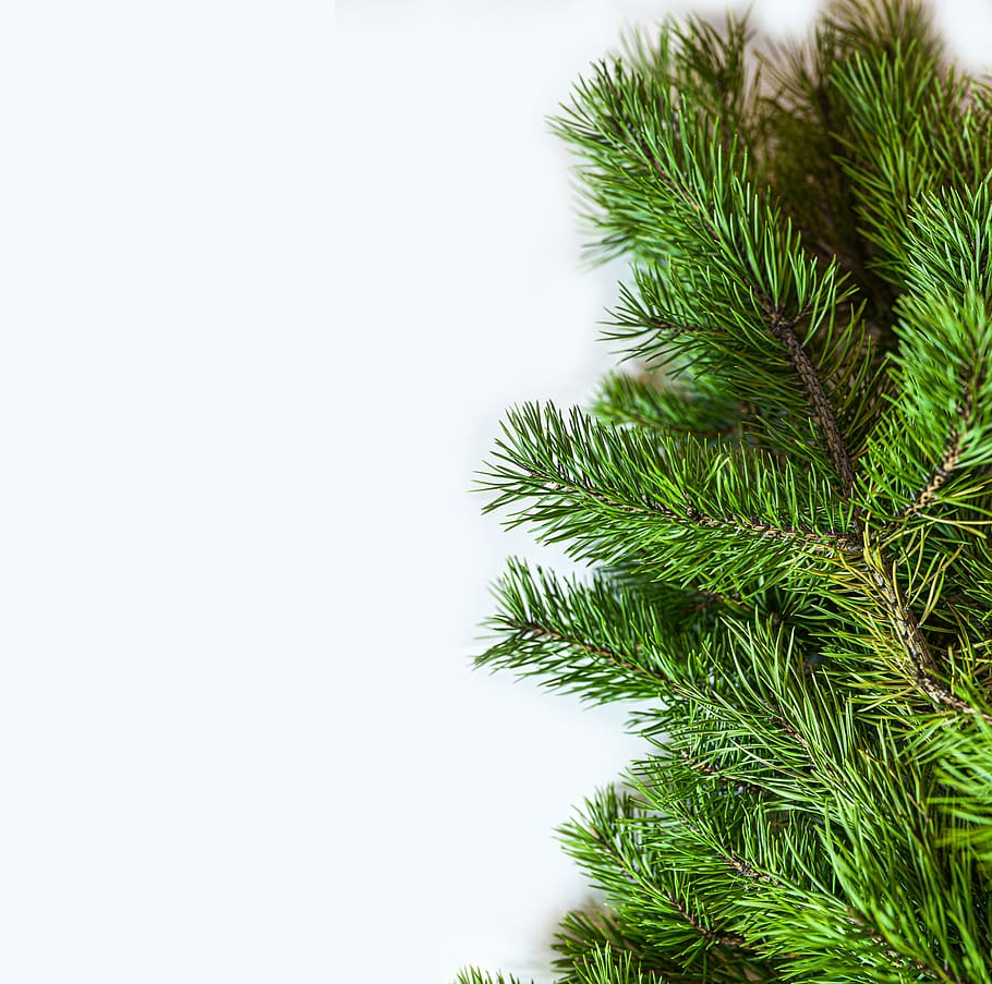 branch, pine, christmas, nature, tree, evergreen, winter, xmas, season, needles