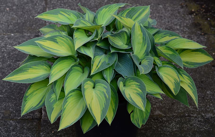 green leafed plant, plantain lily, hosta, tardinia 'june, golden green, leaf, leaves, plant, variegated, green color