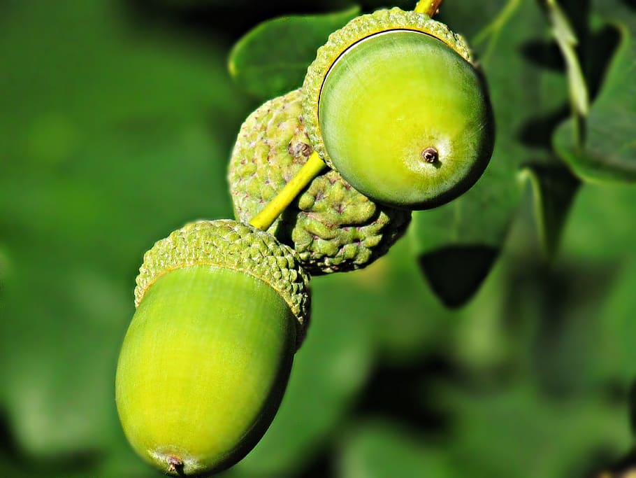 acorn, oak acorns, tree, nature, autumn, the beauty of nature, green color, focus on foreground, plant, food and drink