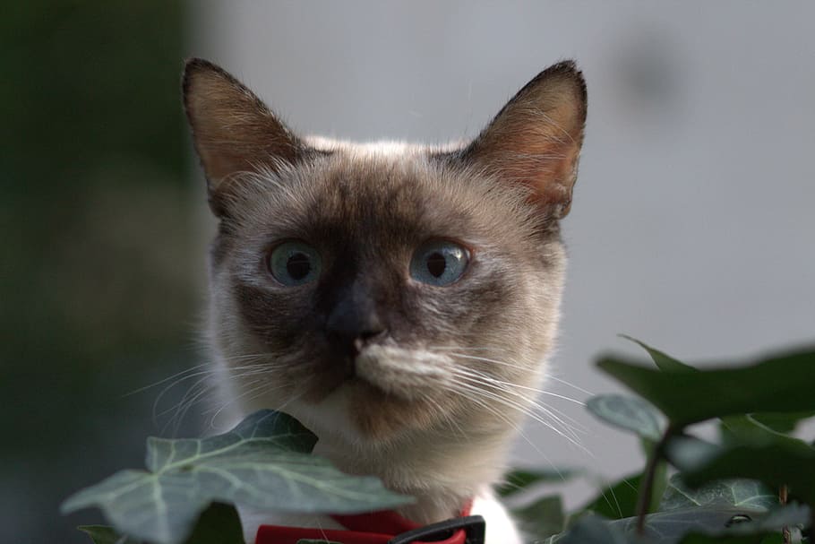 kucing siam, tanaman, kucing, burma, mata biru, tersembunyi, dedaunan, bagus, hewan peliharaan, hewan
