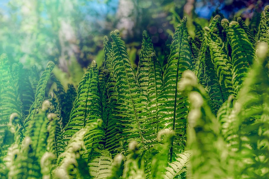 fern, forest, nature, green, growth, flora, fiddlehead, close up, leaves, unfold