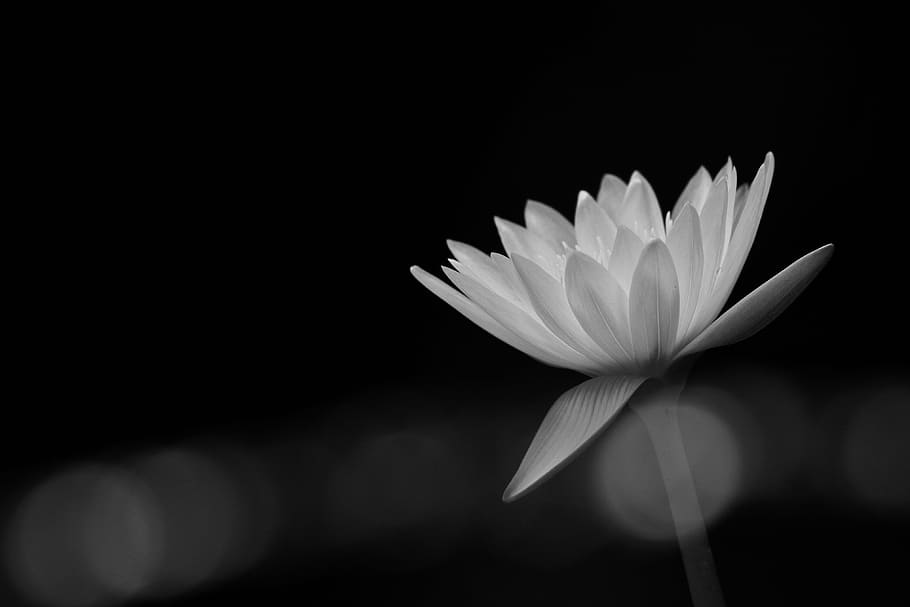 fotografia de bokeh, branco, flor de pétalas, pétala, flor, flores, natureza, pétalas, caules, caule