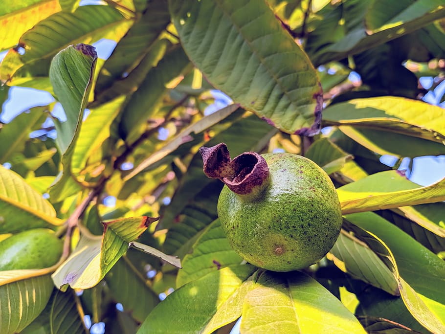 guava, nature, garden, greenery, fruits, leaf, plant part, fruit, healthy eating, growth