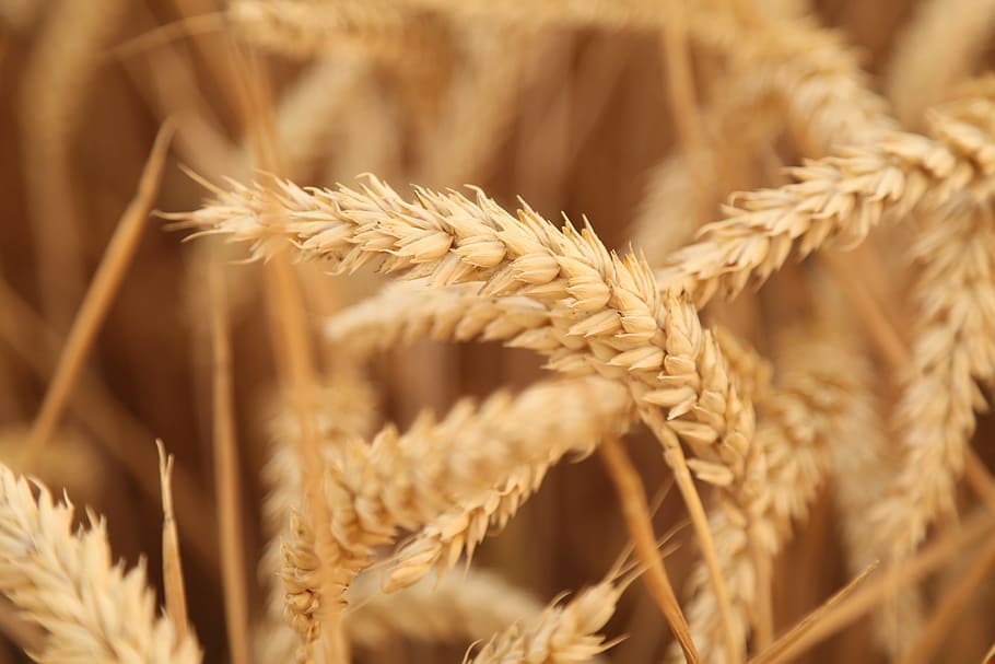 macro photo, Wheat, Sunset, Harvest, Fruit, Fact, fruit fact, 飽 full, cereal plant, agriculture