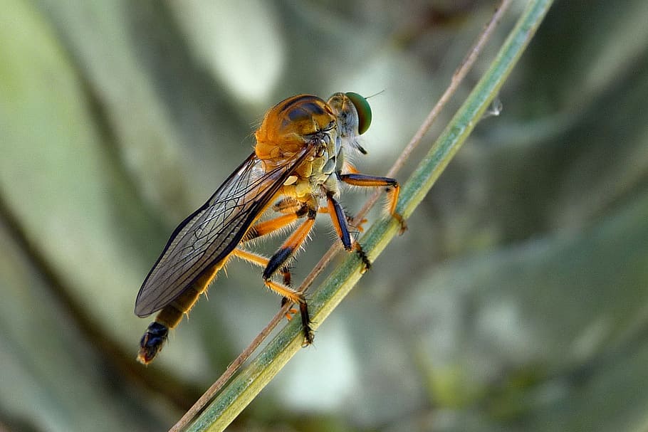 robber fly, dioctria rufipes, insects, sting, animal themes, animal, animal wildlife, insect, invertebrate, animals in the wild