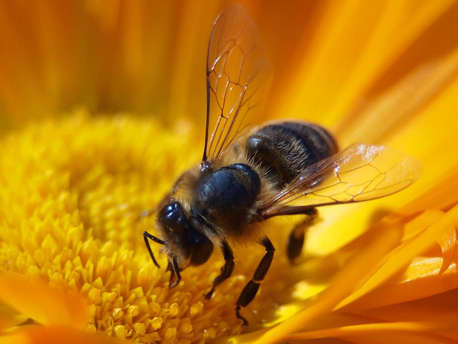 black, bee, sucking, flower, insect, macro, nature, honey bee, invertebrate, animal wildlife
