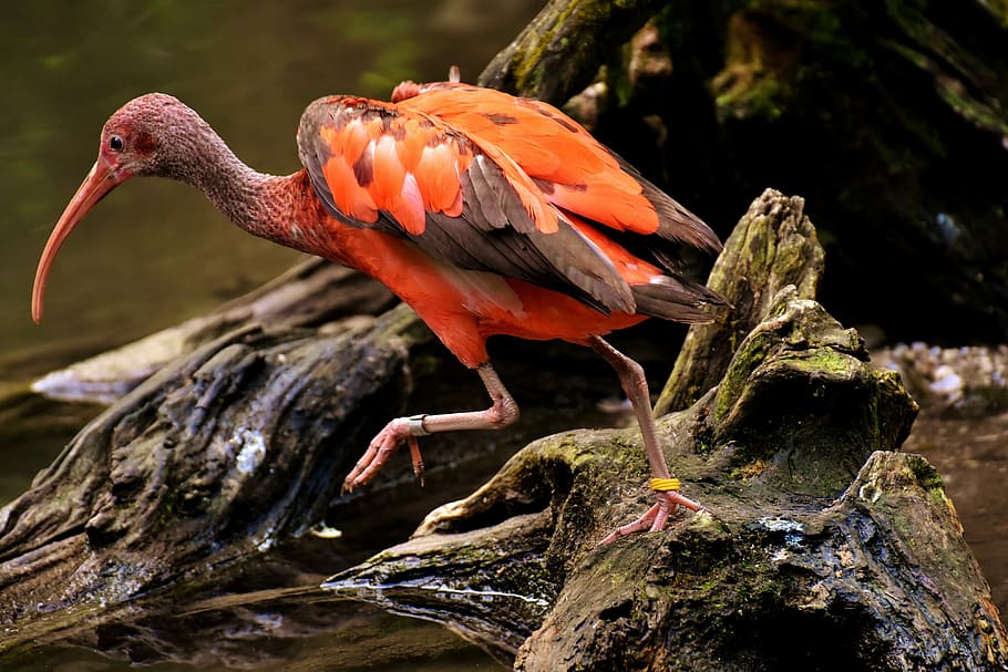 black, orange, long-beak bird, body, water, daytime, ibis, eudocimus ruber, scarlet ibis, red ibis