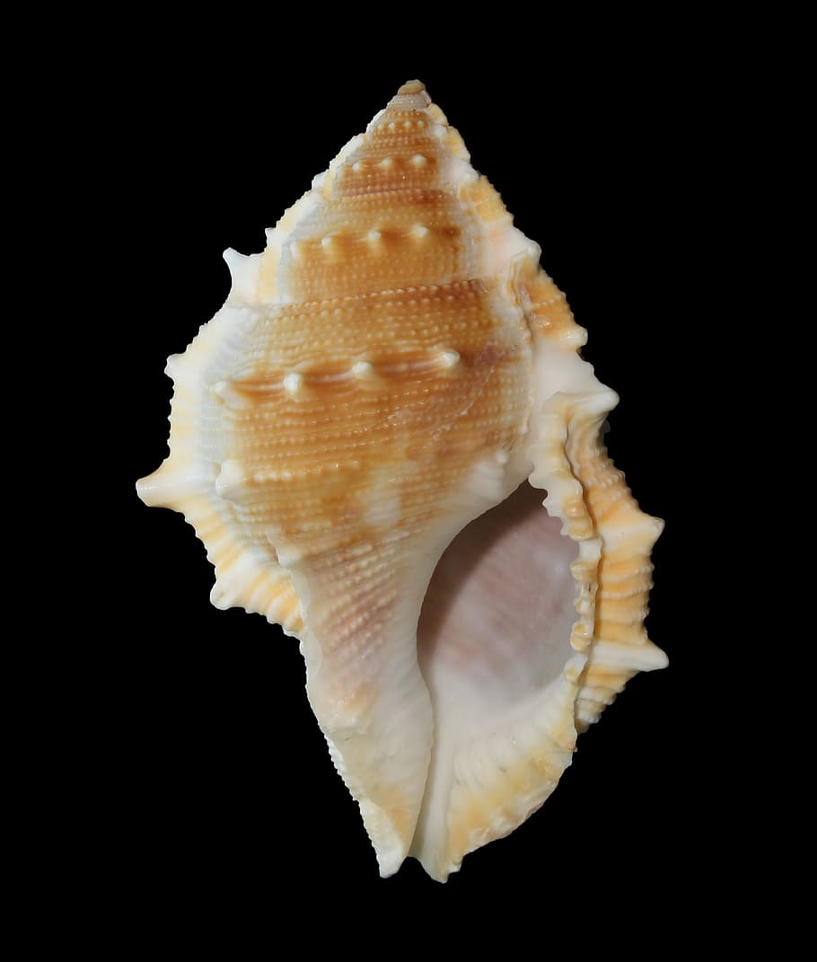 brown, white, conch shell, sea shell, mollusk, ocean, marine, beach, spiral, pattern