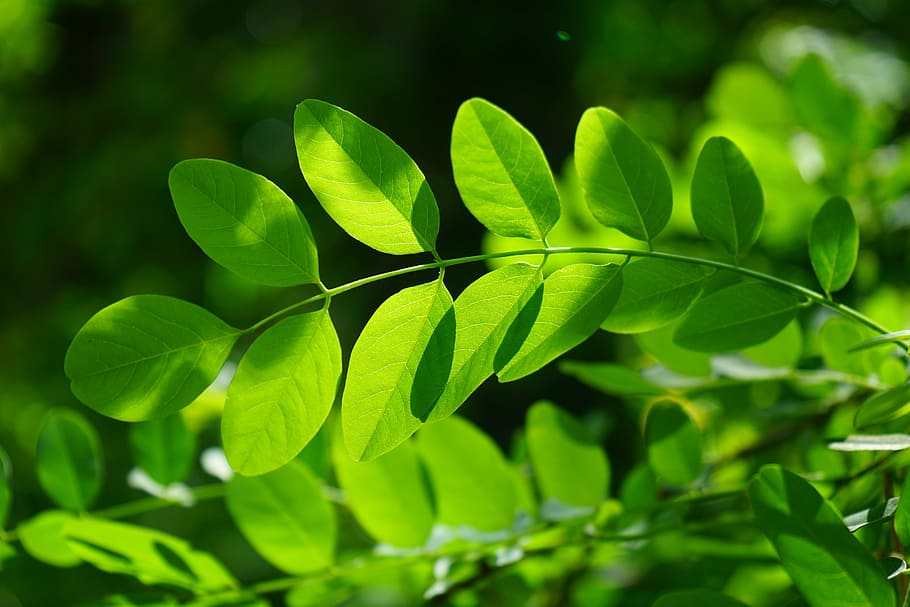 hojas verdes, arce común, hoja, verde, robinia, venas de la hoja, filigrana, estructuras de la hoja, árbol, brillo