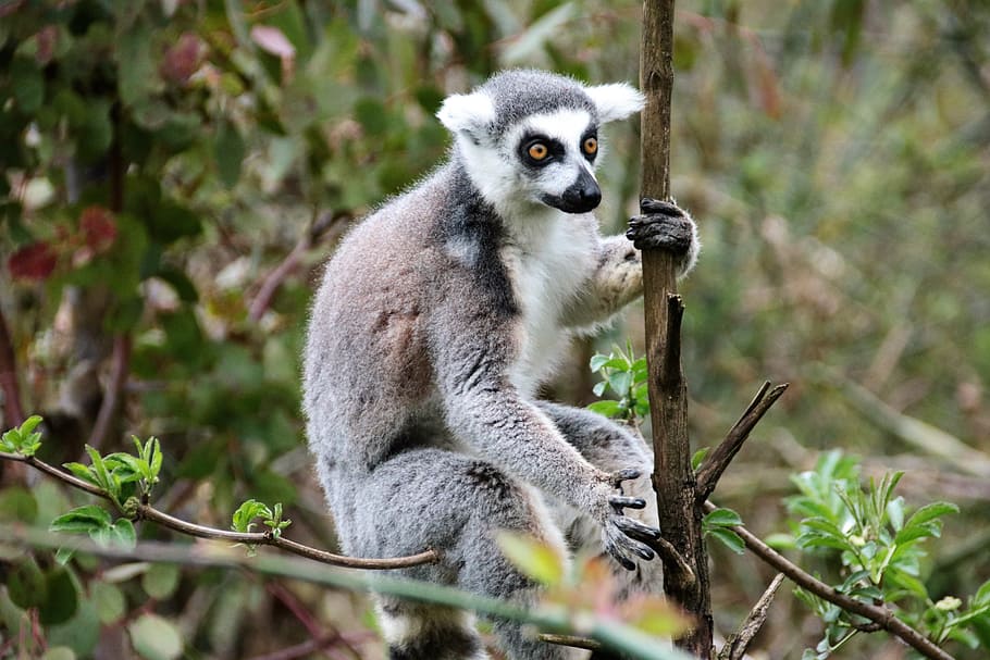 lemur, monkey, wild, mammal, nature, animal, wildlife, ring-tailed, primate, outdoors
