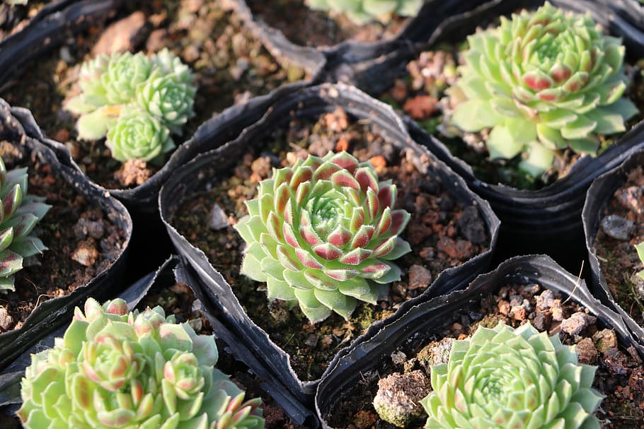 succulent plants, the fleshy, photography, greenhouse, plant, wok, properties, growth, succulent plant, food and drink