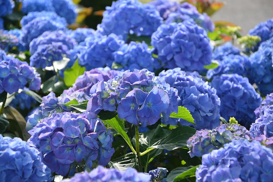 flores hortensias azules, flores, jardín, macizo, seto, bretaña, flor,  planta floreciendo, frescura, belleza en la naturaleza | Pxfuel