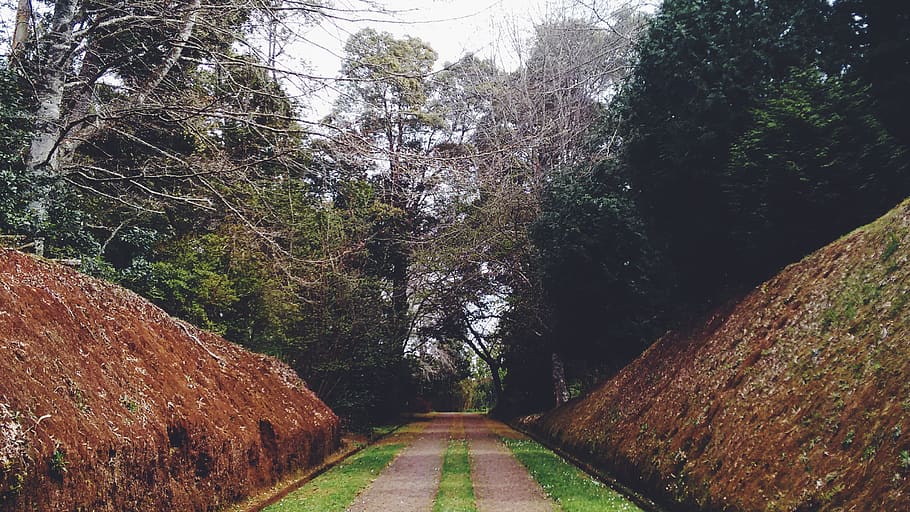 trees, nature, green, leaves, landscape, pathway, park, plants, tree, plant