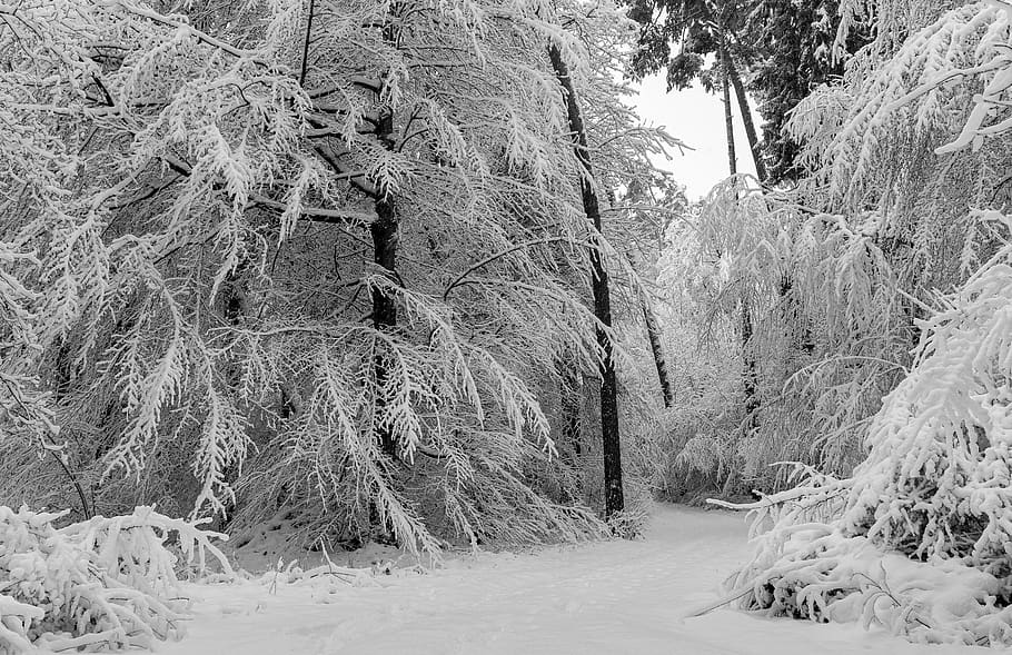 forest, winter, forest path, aesthetic, snow, wintry, nature, trees, landscape, snow landscape