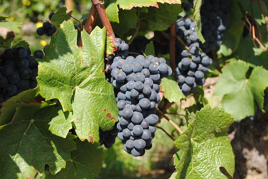 wine, wineyard, burgundy, vine, grape, vineyard, ripe, grapevine, food and drink, food