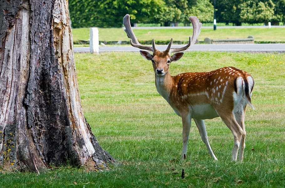 tree trunk, Buck, deer, roe deer, portrait, antlers, beautiful, animal, nature, wildlife