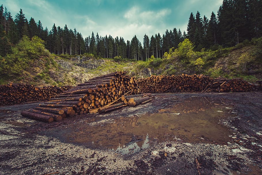 pile, brown, logs, surrounded, trees, forestry, logging, deforestation, timber, lumber