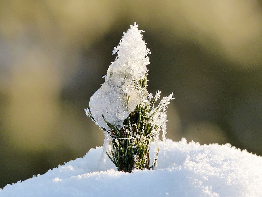 снег, покрытие, Зеленый, Змеиное растение, дерево, филиал, Пихта, иней, белый иней, мороз
