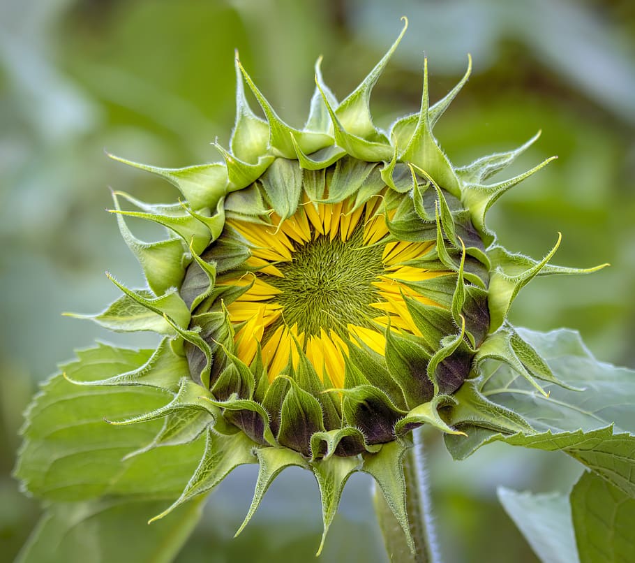 sunflower, unopened, closed, texture, pattern, summer, bloom, yellow, flower, blossom