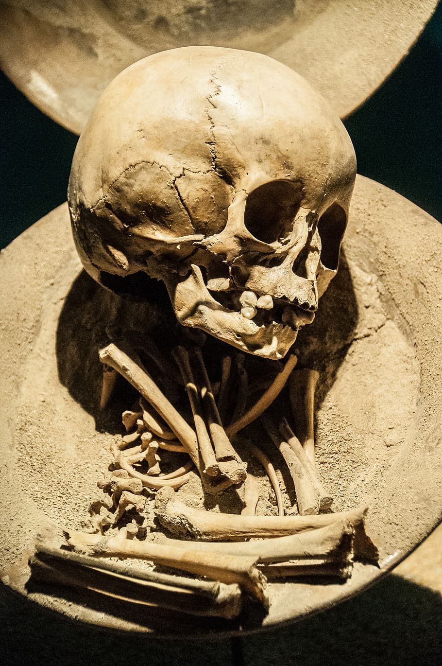 skeleton, skull museum, bones, mexico, museum, death, tomb, bury, dead, skull
