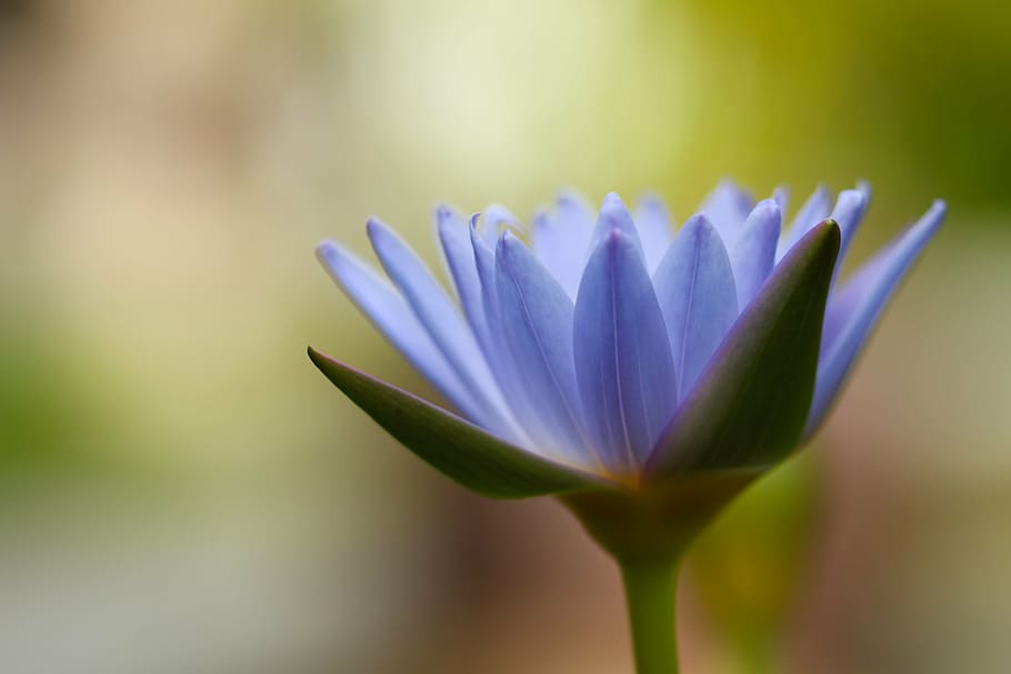 blue, lotus, blooming, daytime, flowers, nature, blossoms, petals, violet, purple