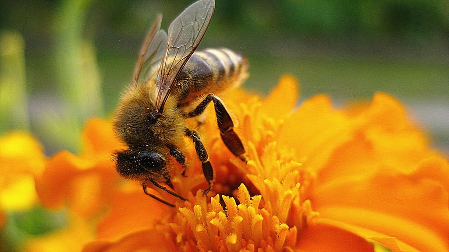 蜂, 花, 自然, 飛ぶ, かわいい, 昆虫, 受粉, 花粉, 黄色, マクロ