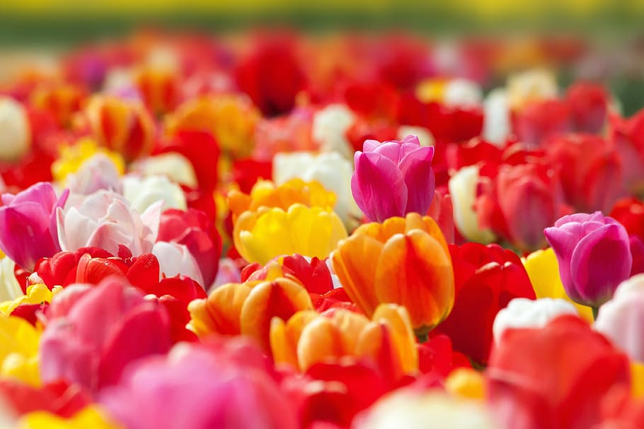 close-up photo, assorted-colored petaled flowers, tulip, spring flower, flower, blossom, bloom, yellow, red, white