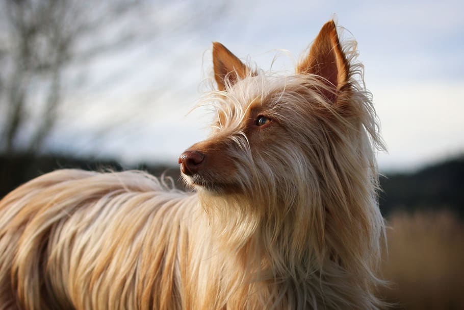 podenco, andaluz, mediano, long haired, dog, domestic animals, mammal, animal, domestic, animal themes
