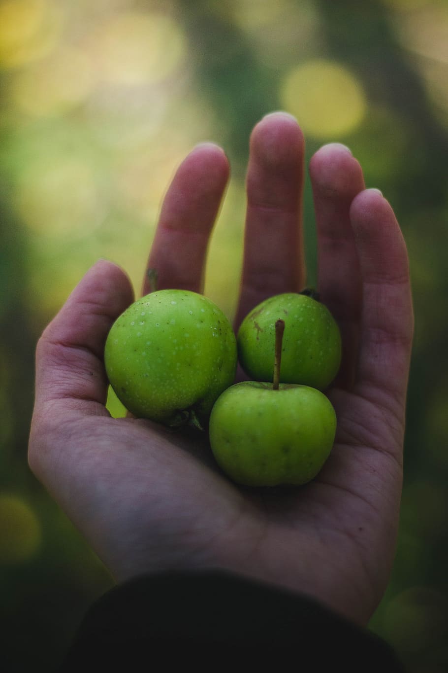 verde, maçã, fruta, suculento, comida, palma, mão, desfoque, mão humana, parte do corpo humano